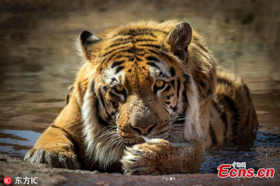 A tiger named Laziz, rescued by Four Paws international animal welfare group from a zoo in Khan Younis in the southern Gaza Strip, is now at Four Paws\' Lionsrock Big Cat Sanctuary in South Africa. \