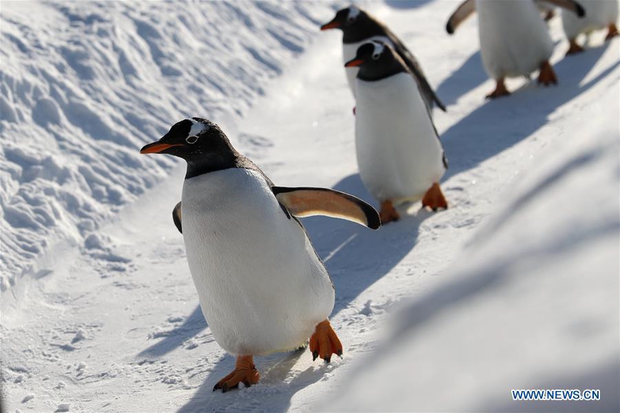 <?php echo strip_tags(addslashes(Penguins of Harbin Polarland play outside in Harbin, northeast China's Heilongjiang Province, Dec. 24, 2018. (Xinhua/Cao Jiyang))) ?>