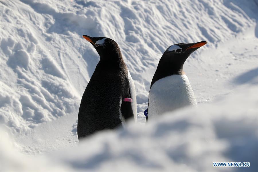 <?php echo strip_tags(addslashes(Penguins of Harbin Polarland play outside in Harbin, northeast China's Heilongjiang Province, Dec. 24, 2018. (Xinhua/Cao Jiyang))) ?>