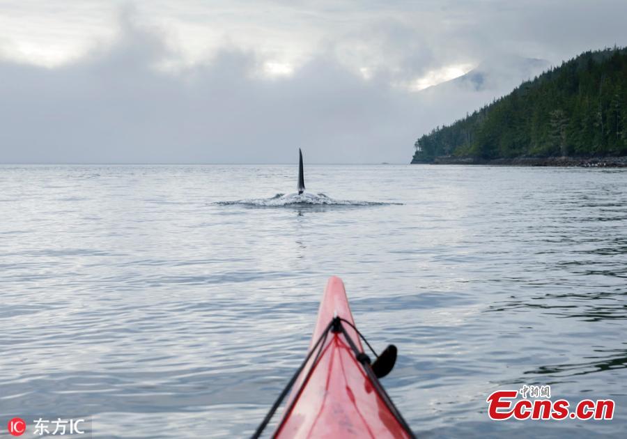 Kayakers were stunned to have an incredibly close encounter with two killer whales while out on the water. Photography guide Steven Rose, 62, filmed the amazing scenes in the Johnstone Strait, south of Telegraph Cove in Vancouver Island, British Colombia, earlier this year. Steven, 62, from Toronto, was kayaking with his daughter when the majestic orcas - which were hunting salmon - swam under their vessels. (Photo/IC)