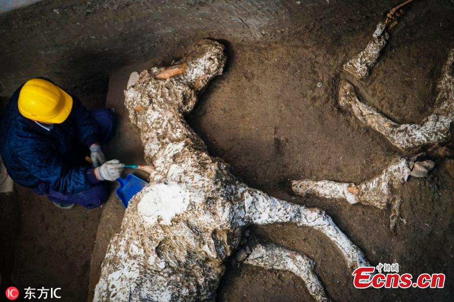 An archaeologist inspects the remains of a horse skeleton in the Pompeii archaeological site, Italy, Dec. 23, 2018. A tall horse, well-groomed with the saddle and the richly decorated bronze trimmings, believed to have belonged to a high rank military magistrate has been recently discovered, Professor Massimo Osanna, director of the Pompeii archeological site said to the Italian news agency ANSA. (Photo/IC)