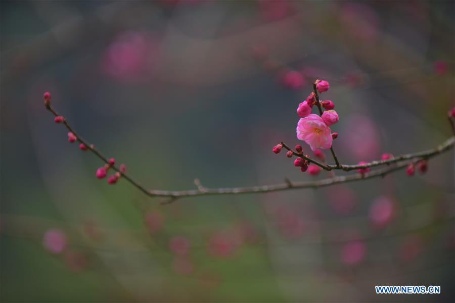 Photo taken on Dec. 24, 2018 shows plum blossoms in Xuan\'en County of Enshi Tujia and Miao Autonomous Prefecture, central China\'s Hubei Province. (Xinhua/Wang Jun)