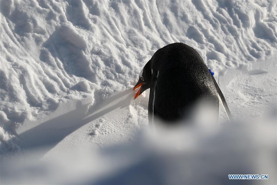 <?php echo strip_tags(addslashes(A penguin of Harbin Polarland plays outside in Harbin, northeast China's Heilongjiang Province, Dec. 24, 2018. (Xinhua/Cao Jiyang))) ?>