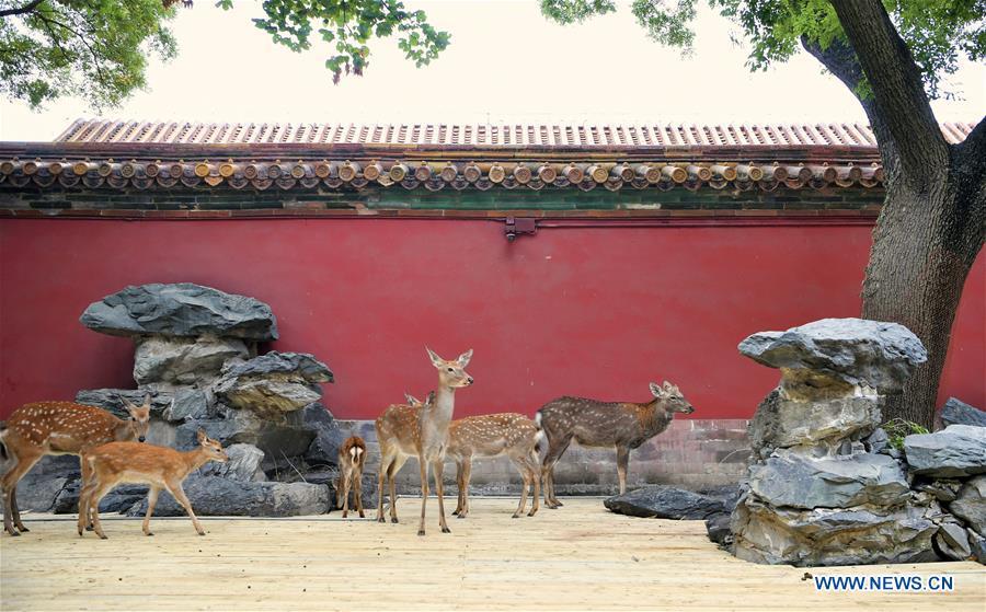 <?php echo strip_tags(addslashes(Sika deer are seen at a garden of the Hall of Benevolent Peace in the Palace Museum in Beijing, capital of China, Sept. 26, 2017. Nine sika deer from the Imperial Summer Resort in north China's Chengde have been selected for demonstration in the Hall of Benevolent Peace in the Palace Museum since 2017. (Xinhua/Jin Liangkuai))) ?>