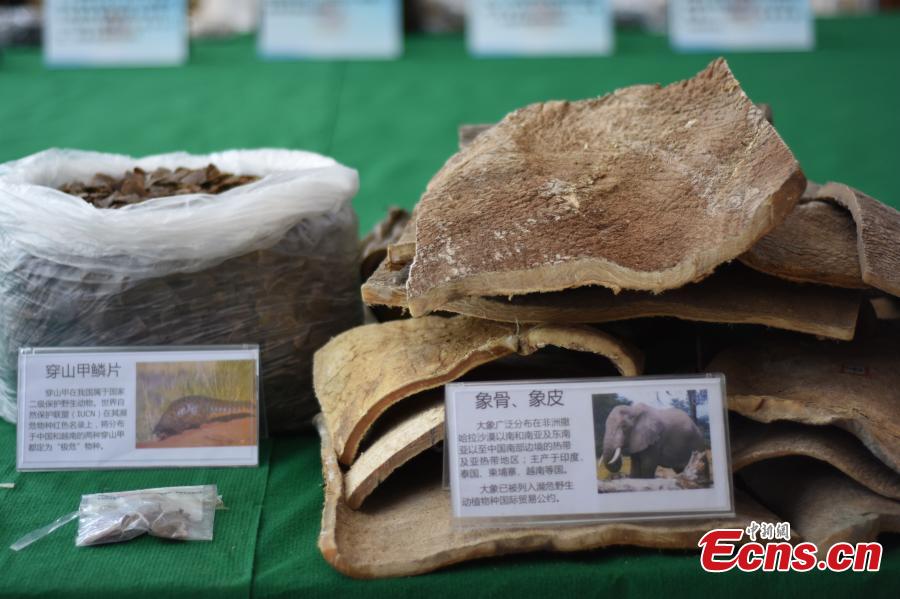 Wild animal products seized by forest police in Southwest China\'s Guangxi Zhuang Autonomous Region, December 25, 2018. Local forest police have caught 24 suspects, including one from Vietnam, and seized a number of animal products including 11 tiger hides, elephant hides and 81.49 kilograms of pangolin scales in four cases since July. The seized products have a market value of 29.72 million yuan ($4.3 million). (Photo: China News Service/Zhong Jianshan)
