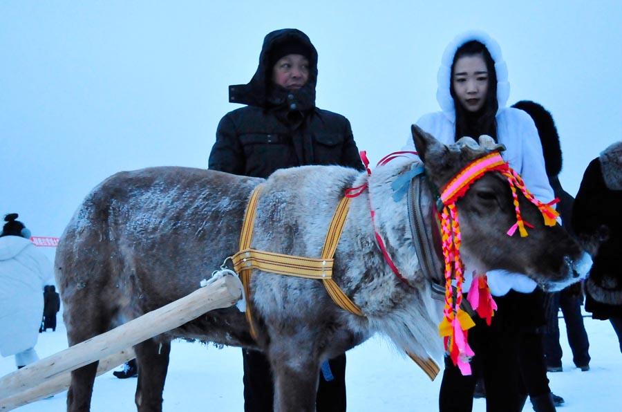 The Aoluguya is the only tribe in China to still breed reindeer. (Photo/China Daily)