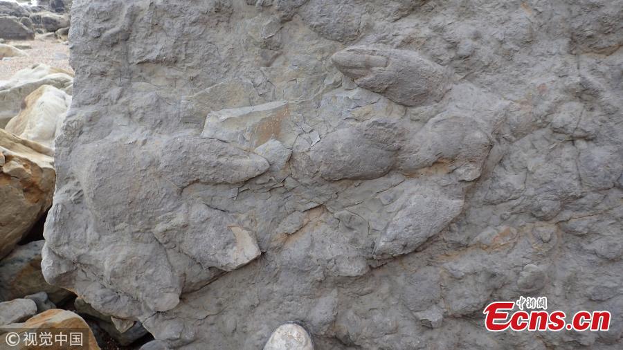 More than 85 well-preserved dinosaur footprints - made by at least seven different species - have been uncovered by University of Cambridge researchers during the past four winters following coastal erosion along the cliffs near Hastings, representing the most diverse and detailed collection of these trace fossils from the Cretaceous Period found in the UK to date. They range in size from less than 2 cm to more than 60 cm across, and are so well-preserved that even the skin, scales and claws are easily visible. (Photo/VCG)