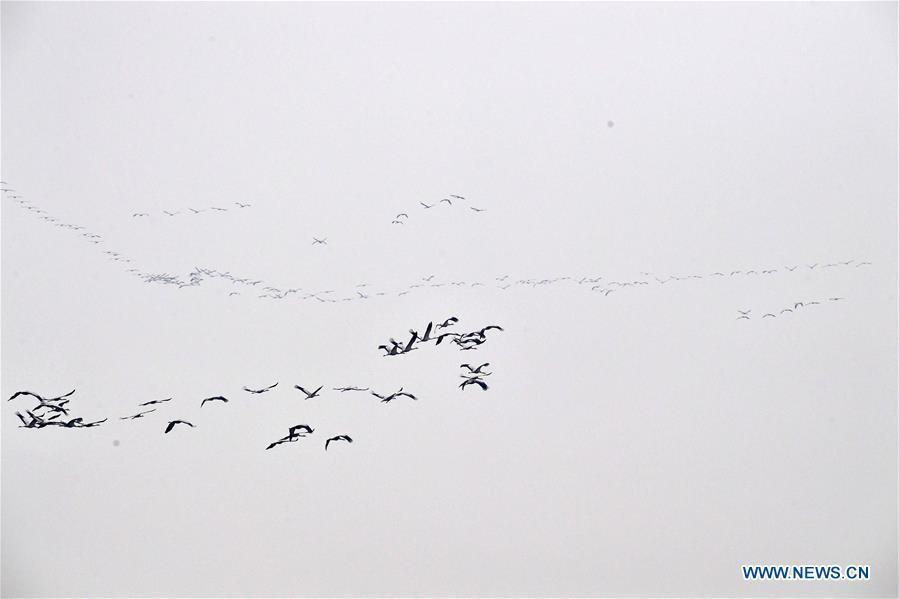 A group of cranes fly over Yellow River Wetland in Changyuan County, central China\'s Henan Province, Dec. 25, 2018. (Xinhua/Feng Dapeng)