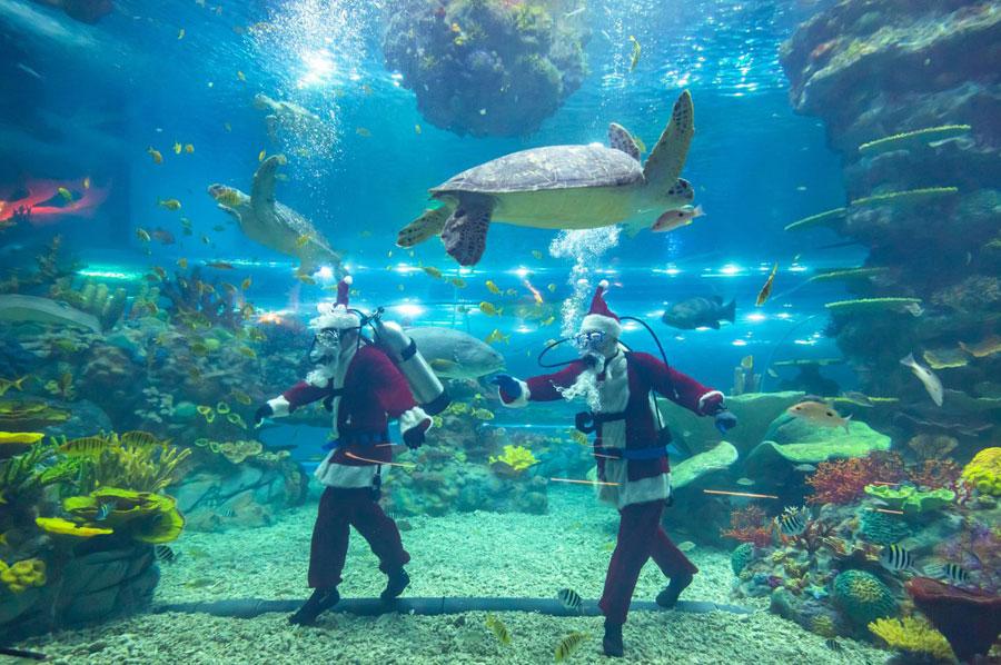 Animal keepers dressed in the Santa Clause uniforms interact with sea turtles. (Photo provided to chinadaily.com.cn)

The Shanghai Haichang Ocean Park, the other major theme park in the city following Disneyland, has launched the Haichang Polar Ice and Snow Festival that will last till Feb. 19, 2019.

During the launch ceremony on Dec 22, Chinese women\'s world champion skier Li Nina, who is the ambassador of the park, shared her story of being a top athlete.

The park, which celebrated its grand opening on Nov. 16, features five theme zones, three animal theaters, two high-tech cinemas and an ocean-themed resort hotel. It is also home to the world\'s first 360-degree penguin super bowl where tourists can closely observe the daily life of these creatures.

Visitors to the park between Dec 17 and Jan. 1 will also get to enjoy discounts for tickets - a standard ticket will cost 150 yuan ($22) instead of the regular 279 yuan, while a \