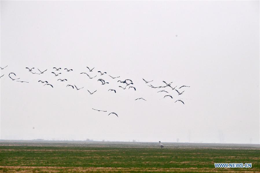 A group of cranes fly over Yellow River Wetland in Changyuan County, central China\'s Henan Province, Dec. 25, 2018. (Xinhua/Feng Dapeng)