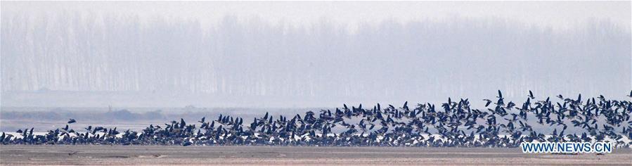 A group of wild geese fly over Yellow River Wetland in Changyuan County, central China\'s Henan Province, Dec. 25, 2018. (Xinhua/Feng Dapeng)