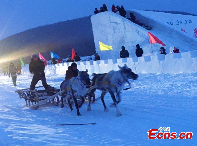 Sled reindeer guided by local Ewenki herdsmen compete in a race on Dec. 25 in Genhe City, China\'s Inner Mongolia Autonomous Region, in a bid to portray local customs. The Aoluguya, a tribe of the Ewenki ethnic group in Genhe city is the only tribe that still breeds reindeer in China. It is said about 800 reindeer are living in Genhe and have become a fascinating \