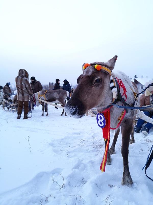 The Aoluguya is the only tribe in China to still breed reindeer. (Photo/China Daily)