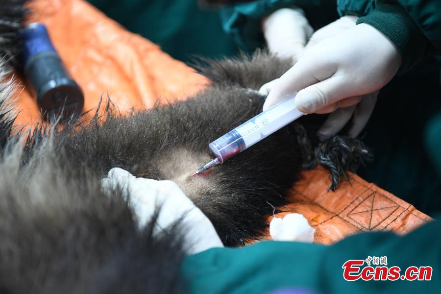 Giant panda Qinxin has a health check at the Shenshuping base of the China Conservation and Research Center for the Giant Panda in Sichuan Province, Dec. 26, 2018 before its release into the wild. Medical work on the two young pandas included blood tests and check for parasites as well as X-rays. Qinxin was found to weigh 64 kilograms and 117 centimeters tall while Xiaohetao tipped the scales at 62 kilograms and measured 99 centimeters in height. Both are in good health, according to researchers, and will wear GPS collars to track their movements and collect data. The two panda cubs underwent training for reintroduction into the wild.  (Photo: China News Service/Li Chuanyou)