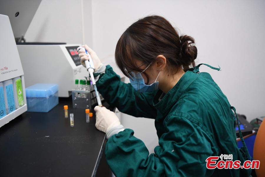 A researcher conducts a test to understand panda health at the Shenshuping base of the China Conservation and Research Center for the Giant Panda in Sichuan Province, Dec. 26, 2018 before its release into the wild. Medical work on the two young pandas included blood tests and check for parasites as well as X-rays. Qinxin was found to weigh 64 kilograms and 117 centimeters tall while Xiaohetao tipped the scales at 62 kilograms and measured 99 centimeters in height. Both are in good health, according to researchers, and will wear GPS collars to track their movements and collect data. The two panda cubs underwent training for reintroduction into the wild.  (Photo: China News Service/Li Chuanyou)