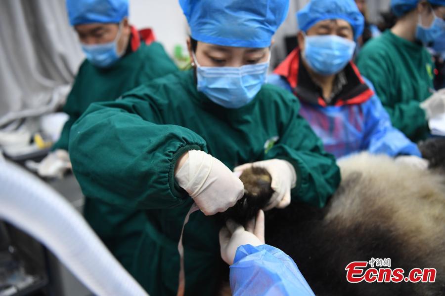 Giant panda Xiaohetao has a health check at the Shenshuping base of the China Conservation and Research Center for the Giant Panda in Sichuan Province, Dec. 26, 2018 before its release into the wild. Medical work on the two young pandas included blood tests and check for parasites as well as X-rays. Qinxin was found to weigh 64 kilograms and 117 centimeters tall while Xiaohetao tipped the scales at 62 kilograms and measured 99 centimeters in height. Both are in good health, according to researchers, and will wear GPS collars to track their movements and collect data. The two panda cubs underwent training for reintroduction into the wild.  (Photo: China News Service/Li Chuanyou)