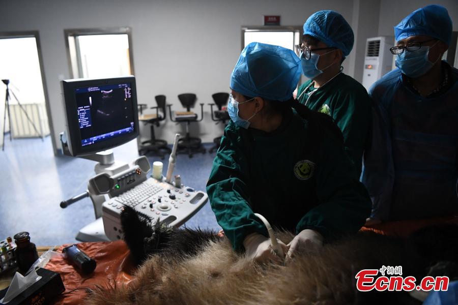 Giant panda Qinxin has a health check at the Shenshuping base of the China Conservation and Research Center for the Giant Panda in Sichuan Province, Dec. 26, 2018 before its release into the wild. Medical work on the two young pandas included blood tests and check for parasites as well as X-rays. Qinxin was found to weigh 64 kilograms and 117 centimeters tall while Xiaohetao tipped the scales at 62 kilograms and measured 99 centimeters in height. Both are in good health, according to researchers, and will wear GPS collars to track their movements and collect data. The two panda cubs underwent training for reintroduction into the wild.  (Photo: China News Service/Li Chuanyou)