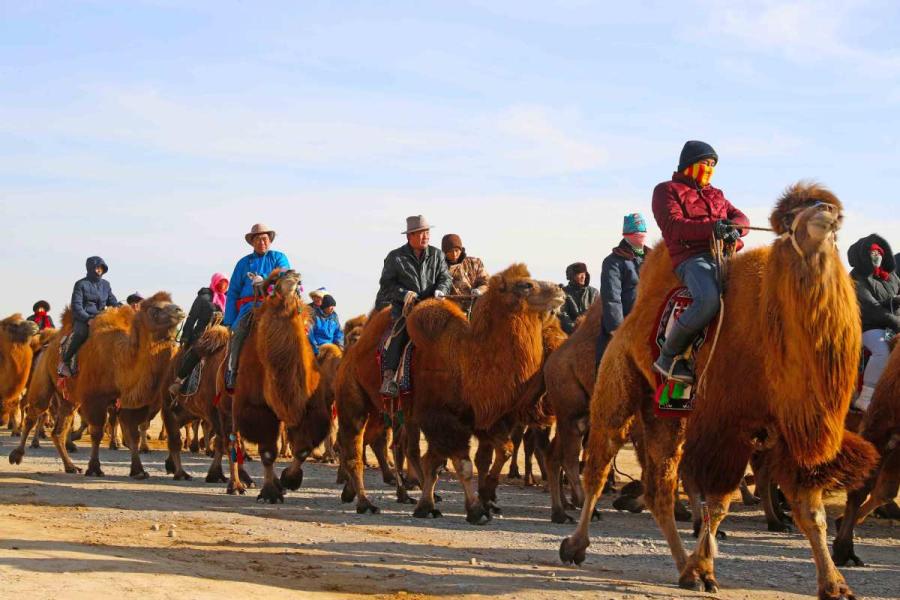 Thousands of camels are seen Wednesday in Alxa League of North China\'s Inner Mongolia autonomous region for the second Alxa Camel Culture Tourism Festival. （Photo by Cheng Lin/ for chinadaily.com.cn）