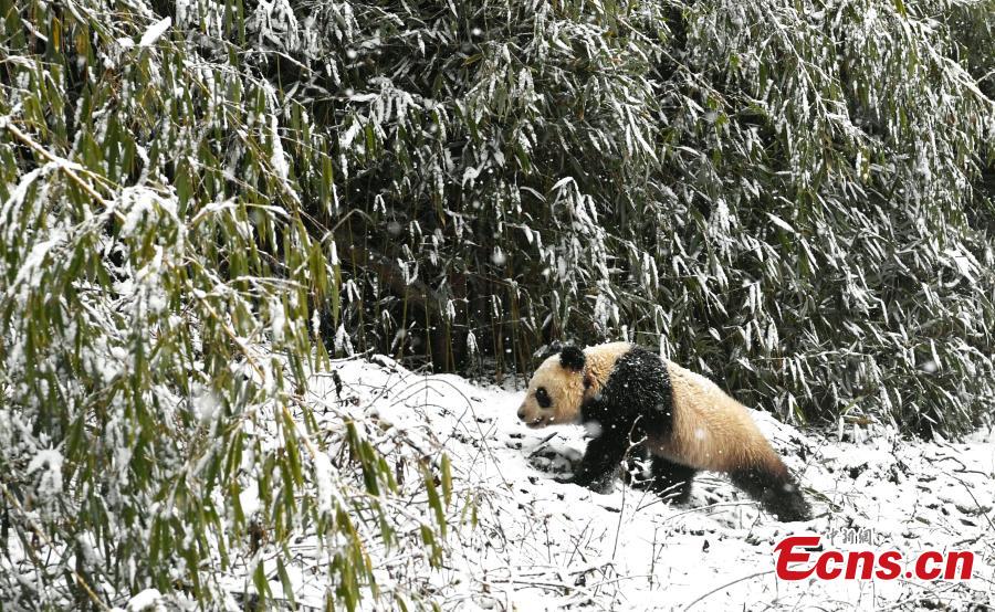 One of two female giant pandas is released on Thursday into a national nature reserve in Dujiangyan, Sichuan Province, by the China Conservation and Research Center for the Giant Panda.  (Photo: China News Service/An Yuan)