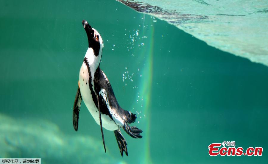 A penguin is seen on the opening day of a new area reserved for them at bioparco in Rome, Dec. 27, 2018. (Photo/Agencies)