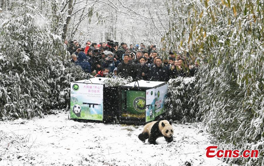 One of two female giant pandas is released on Thursday into a national nature reserve in Dujiangyan, Sichuan Province, by the China Conservation and Research Center for the Giant Panda.  (Photo: China News Service/An Yuan)