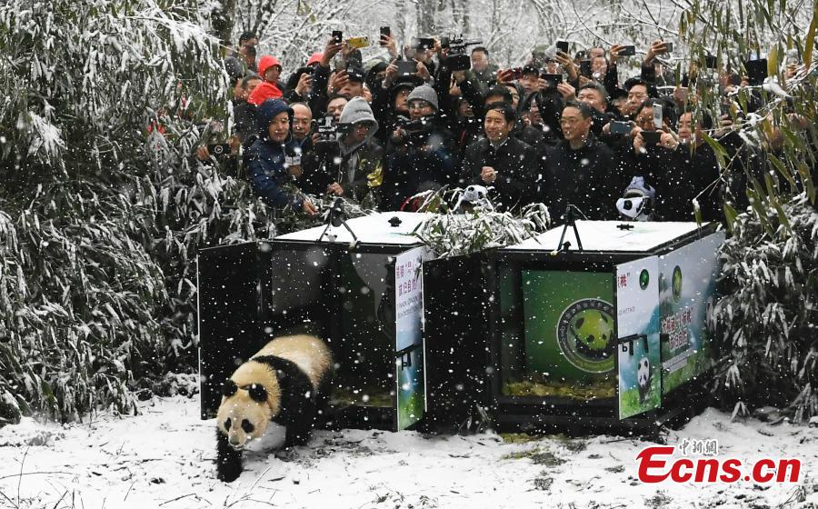 One of two female giant pandas is released on Thursday into a national nature reserve in Dujiangyan, Sichuan Province, by the China Conservation and Research Center for the Giant Panda.  (Photo: China News Service/An Yuan)