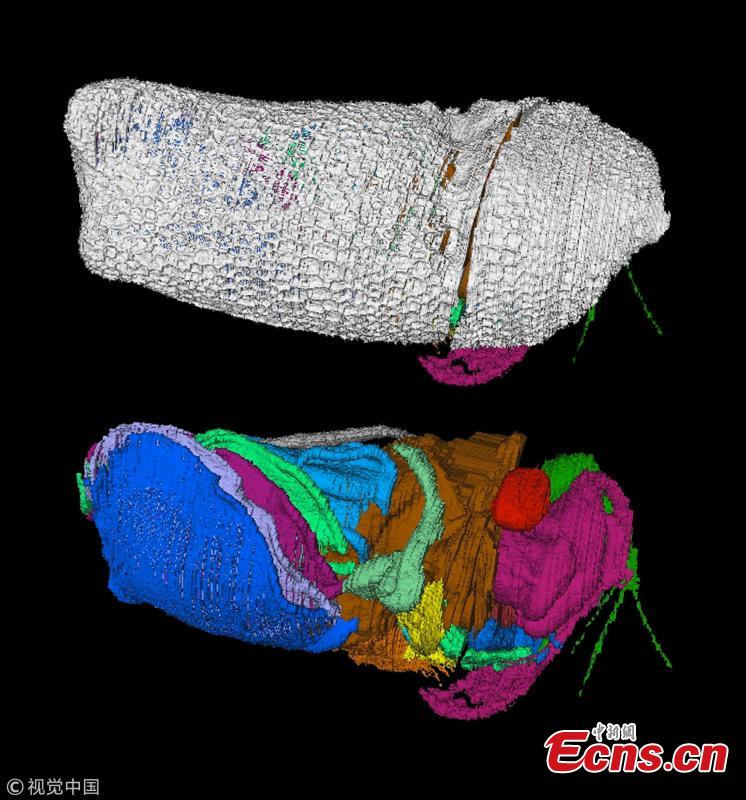 Virtual reconstructions of the new 430 million-year-old crustacean Spiricopia aurita, which is 7.5 mm long. A new animal species related to crabs and shrimp, preserved in 430-million-year-old rocks in Herefordshire, England, presents a rare look at the respiratory organs of a tiny crustacean. A team of scientists from Yale, the University of Leicester, Oxford, and Imperial College London announced the discovery Nov. 7 in a study in the Royal Society journal Biology Letters. The new species is named Spiricopia aurita, from the Latin words for \