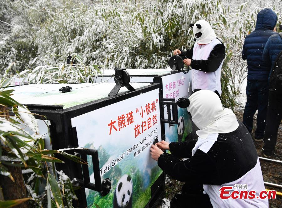 One of two female giant pandas is released on Thursday into a national nature reserve in Dujiangyan, Sichuan Province, by the China Conservation and Research Center for the Giant Panda.  (Photo: China News Service/An Yuan)