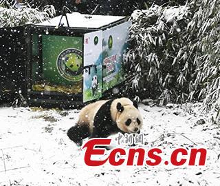 One of two female giant pandas is released on Thursday into a national nature reserve in Dujiangyan, Sichuan Province, by the China Conservation and Research Center for the Giant Panda.  (Photo: China News Service/An Yuan)