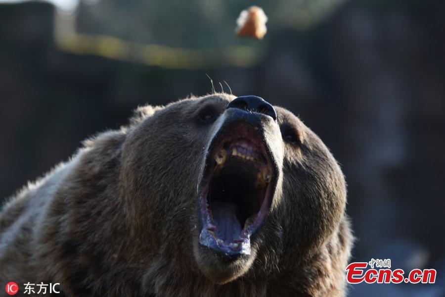 A brown bear is seen waiting for food at Madrid zoo, Spain. The brown bear (Ursus arctos) is the largest terrestrial carnivore. In wildlife it is distributed across much of northern Eurasia and North America. It remains listed as a least concern species by the IUCN with a total population of approximately 200,000. (Photo/IC)
