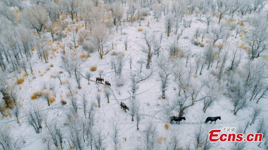 A view of a forest of desert poplar or populus euphratica covered in snow in Orku District, Karamay City, Northwest China\'s Xinjiang Uyghur Autonomous Region. The district has made great efforts to develop tourism in recent years on the base of its 2,000 hectares, a popular tourist attraction. (Photo: China News Service/Ai Ke)