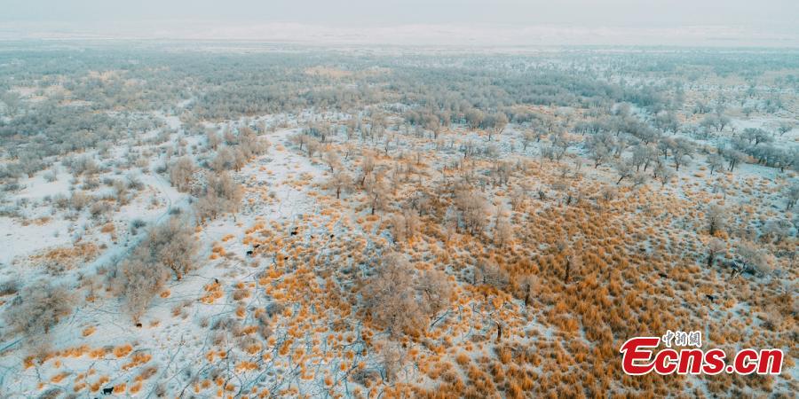 A view of a forest of desert poplar or populus euphratica covered in snow in Orku District, Karamay City, Northwest China\'s Xinjiang Uyghur Autonomous Region. The district has made great efforts to develop tourism in recent years on the base of its 2,000 hectares, a popular tourist attraction. (Photo: China News Service/Ai Ke)