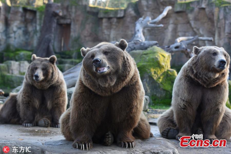 Brown bears are seen waiting for food at Madrid zoo, Spain. The brown bear (Ursus arctos) is the largest terrestrial carnivore. In wildlife it is distributed across much of northern Eurasia and North America. It remains listed as a least concern species by the IUCN with a total population of approximately 200,000. (Photo/IC)