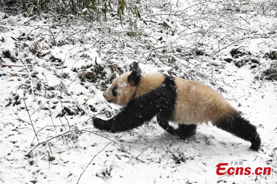 One of two female giant pandas is released on Thursday into a national nature reserve in Dujiangyan, Sichuan Province, by the China Conservation and Research Center for the Giant Panda.  (Photo: China News Service/An Yuan)