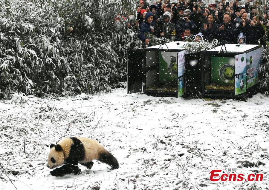 One of two female giant pandas is released on Thursday into a national nature reserve in Dujiangyan, Sichuan Province, by the China Conservation and Research Center for the Giant Panda.  (Photo: China News Service/An Yuan)