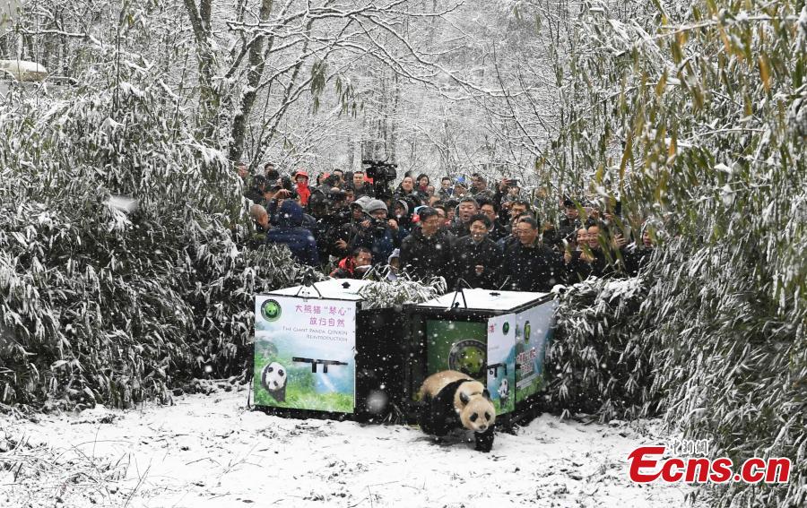 One of two female giant pandas is released on Thursday into a national nature reserve in Dujiangyan, Sichuan Province, by the China Conservation and Research Center for the Giant Panda. (Photo: China News Service/An Yuan)

Two captive female pandas were released into the wild on Thursday in Chengdu, Sichuan Province, as part of China\'s latest efforts to rejuvenate the threatened species.

The move is significant because it helps enlarge the mammal\'s wild population where it remains sparse, experts said.

The pair－Qinxin and Xiaohetao－were released at 10:55 am in the Longxi-Hongkou National Nature Reserve in Dujiangyan, a county-level city in Chengdu that has abundant stands of bamboo to provide food to the pair.

Qinxin was born on June 16, 2016, and Xiaohetao was born on July 30, 2016.