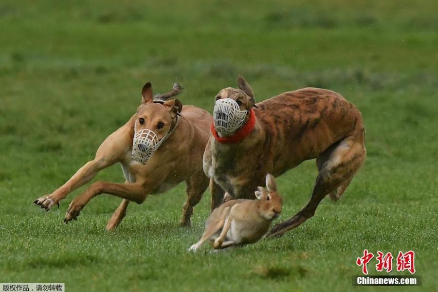 Greyhounds chase a hare during a hare coursing meeting in Abbeyfeale, Ireland, Dec. 28, 2018. (Photo/Agencies)