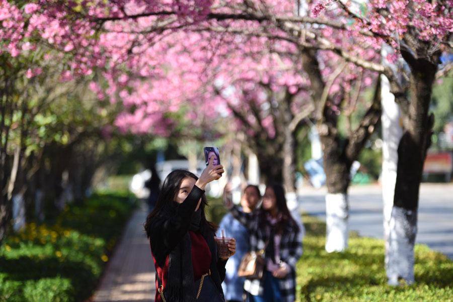 Online dating Kunming in blossoms cherry Kunming cherry