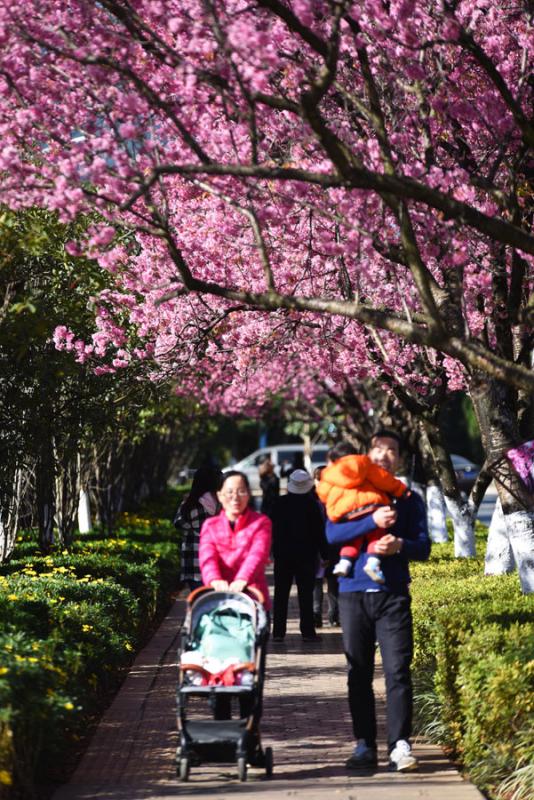 The 1.9-kilometers-long Hongta West Road in Kunming, capital city of Southwest China\'s Yunnan province, is attracting a lot of tourists, as over 600 winter cherry blossom trees are blooming. (Photo by Li Ming for chinadaily.com.cn)