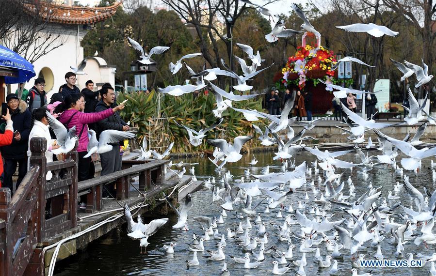 Tourists view black-headed gulls at Daguan park in Kunming, capital of southwest China\'s Yunnan Province, Jan. 1, 2019. Migratory black-headed gulls became an attraction for tourists during the New Year holiday. (Xinhua/Lin Yiguang)