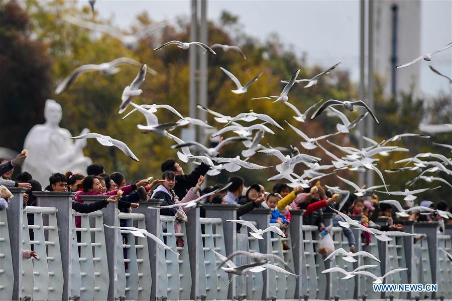 Tourists view black-headed gulls at Haigeng dam in Kunming, capital of southwest China\'s Yunnan Province, Jan. 1, 2019. Migratory black-headed gulls became an attraction for tourists during the New Year holiday. (Xinhua/Hu Chao)