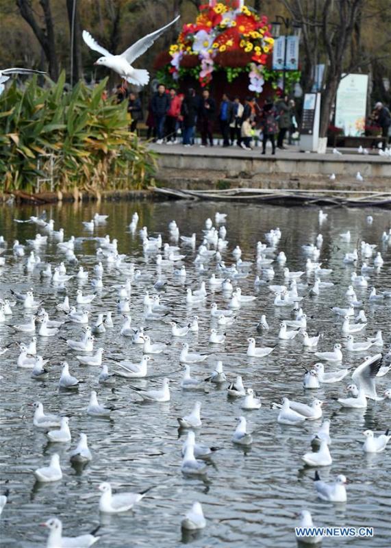 Tourists view black-headed gulls at Daguan park in Kunming, capital of southwest China\'s Yunnan Province, Jan. 1, 2019. Migratory black-headed gulls became an attraction for tourists during the New Year holiday. (Xinhua/Lin Yiguang)