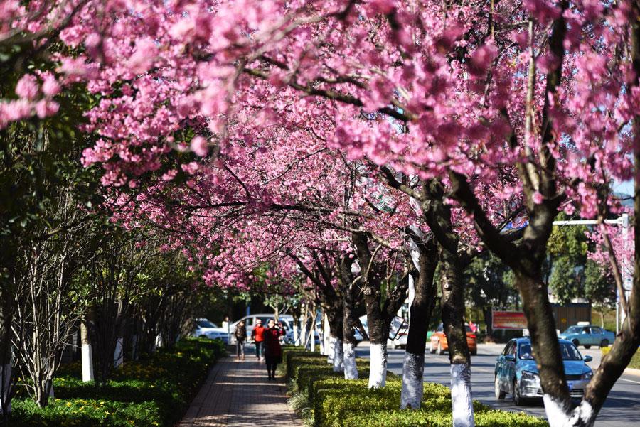 The 1.9-kilometers-long Hongta West Road in Kunming, capital city of Southwest China\'s Yunnan province, is attracting a lot of tourists, as over 600 winter cherry blossom trees are blooming. (Photo by Li Ming for chinadaily.com.cn)