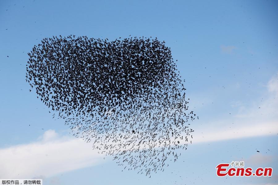 <?php echo strip_tags(addslashes(A murmuration of migrating starlings fly in a group above a waste facility near the city of Rahat, southern Israel, Jan. 1, 2019. (Photo/Agencies))) ?>