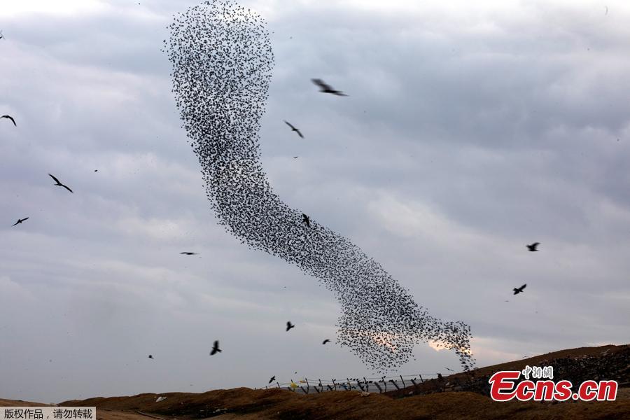 <?php echo strip_tags(addslashes(A murmuration of migrating starlings fly in a group above a waste facility near the city of Rahat, southern Israel, Jan. 1, 2019. (Photo/Agencies))) ?>