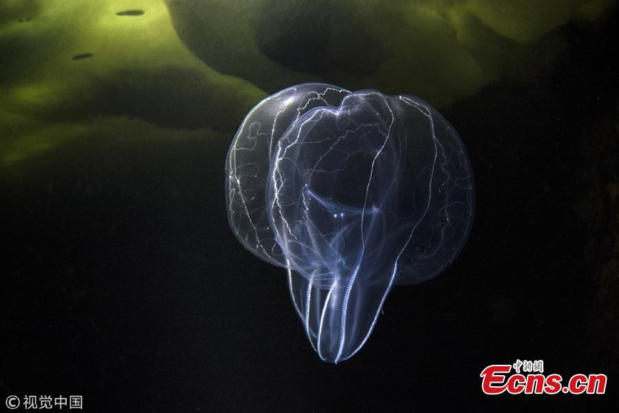 <?php echo strip_tags(addslashes(Victor Lyagushkin, an underwater photographer, has taken photos of incredible sea life in the White Sea including sea angels, jellyfish, soft corals, and sea anemones. (Photo/VCG))) ?>