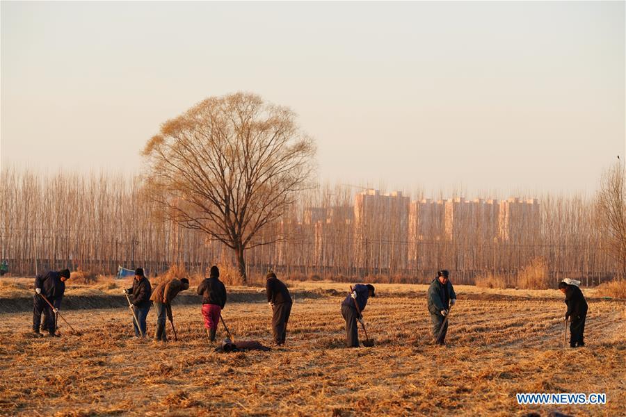<?php echo strip_tags(addslashes(Villagers work in the paddy field in Anxin County of Xiongan New Area, north China's Hebei Province, Dec. 7, 2018. China's central authorities have approved the 2018-2035 master plan for Xiongan New Area, stressing that its creation is significant to high-quality development and the building of the modern economic system. The plan was approved by the Central Committee of the Communist Party of China (CPC) and the State Council. The master plan is the fundamental guideline for the development, construction and management of the Xiongan New Area and should be strictly implemented, according to the approval released on Wednesday. The plan also lists overall development goals for the new area. By 2035, Xiongan will basically develop into a modern city that is green, intelligent and livable, with relatively strong competitiveness and harmonious human-environment interaction. (Xinhua/Xing Guangli))) ?>