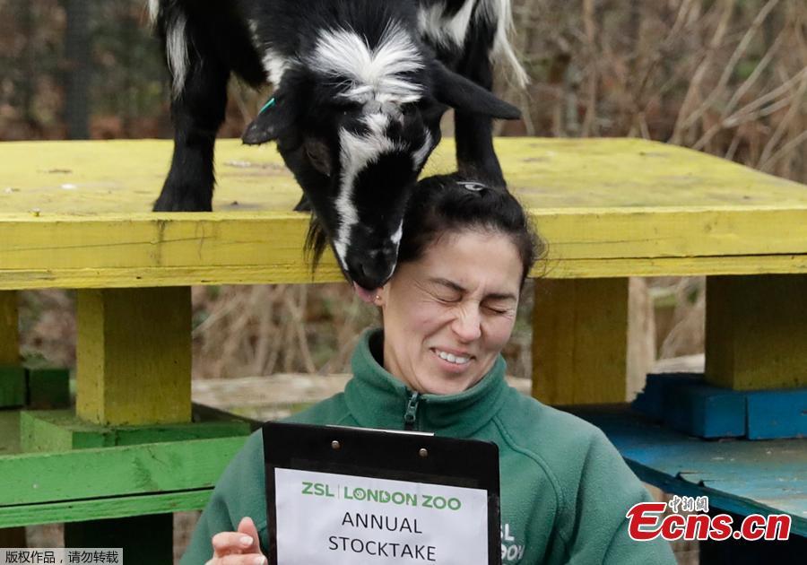 A zookeeper poses for the media with a pygmy goat during a photocall to publicise the annual stock-take at London Zoo in London, Thursday, Jan. 3, 2019.  London Zoo is home to about 19,000 animals and almost 700 species and every year the keepers dust off their clipboards and make sure everyone is present and correct.(Photo/Agencies)