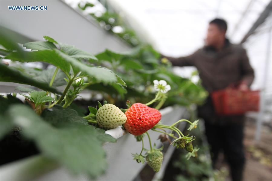 A farmer attends strawberry plants at a greenhouse in Jiangwang Town, Yangzhou City, east China\'s Jiangsu Province, Jan. 4, 2019. (Xinhua/Meng Delong)