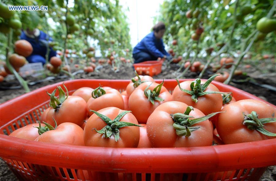 Farmers harvest tomatoes at a greenhouse in Handan, north China\'s Hebei Province, Jan. 4, 2019. (Xinhua/Hao Qunying)